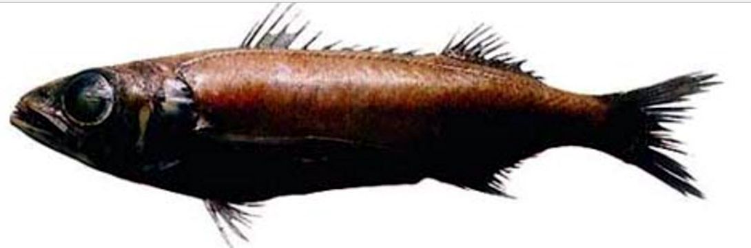 Scombrolabrax heterolepis_05.jpg